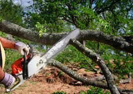 Best Tree Trimming and Pruning  in Morton Grove, IL